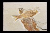 Detailed Fossil Fish (Knightia) With Partial Mioplosus #171622-1